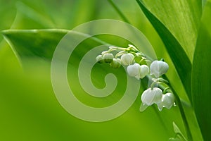 Delicate white lily of the valley