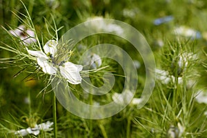 Delicate white love-in-a-mist flower against nigella plants