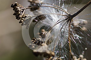 Delicate White Milkweed Seed Fibers Snagged on Autumn Branch