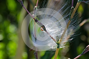 Delicate White Milkweed Seed Fibers Snagged on Autumn Branch