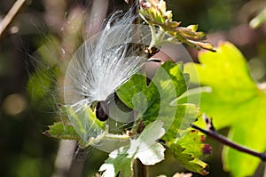 Delicate White Milkweed Seed Fibers Snagged on Autumn Branch