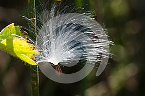 Delicate White Milkweed Seed Fibers Snagged on Autumn Branch