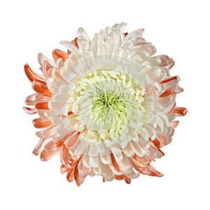 Delicate white and orange chrysanthemum. View from above. Full depth of field.