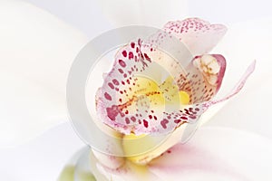 Delicate white orchid