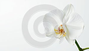 Delicate white orchid blossom against pure white backdrop, pure, orchid