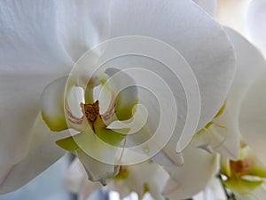 Delicate white orchid blossom with a red and green center