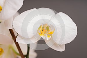 Delicate white orchid flower on a colorful background