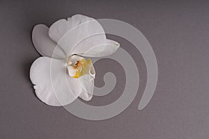 Delicate white orchid flower on a colorful background
