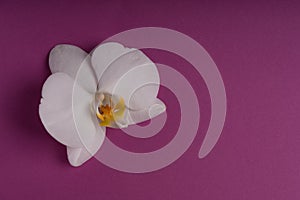 Delicate white orchid flower on a colorful background