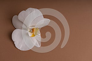 Delicate white orchid flower on a colorful background