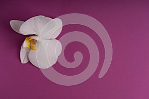 Delicate white orchid flower on a colorful background