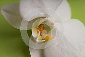 Delicate white orchid flower on a colorful background