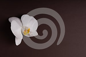 Delicate white orchid flower on a colorful background