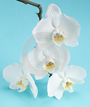 Delicate white orchid flowers on a blue background