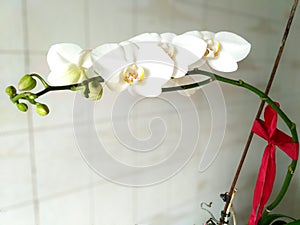 Delicate white orchid flowers with red bow