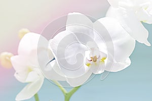 Delicate white orchid, orchid flowers branch