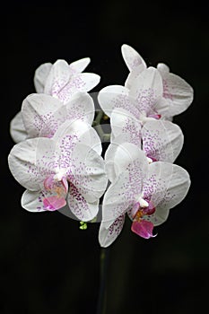 Delicate white orchid with purple spots known as Phalaenopsis or moth orchid against a dark background