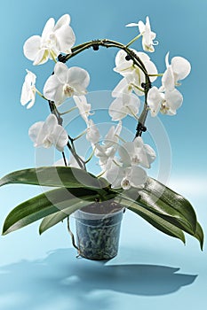 Delicate white orchid on a sky blue background