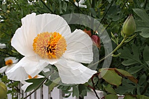 Delicate white ornamental flower, argemone albiflora.
