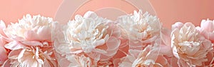 Delicate White Peonies - Romantic Banner with Fragrant Pink Petals in Close Up