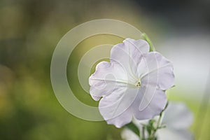 Delicate White Petunia flower
