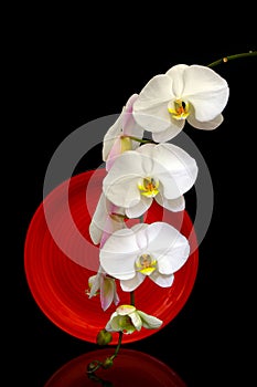 Delicate white phalaenopsis orchids with a red color porcelain round plate on blasck backdrop