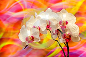 White and pink phalaenopsis blume orchids with colorful abstract background  photo