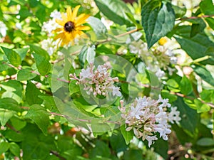 Delicate white and pink flower clusters on an abelia plant.