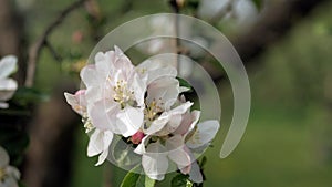 Delicate white and pink flowers of the apple tree in the wind in the rays of the warm sun.