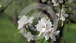 Delicate white and pink flowers of the apple tree in the wind in the rays of the warm sun.