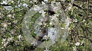 Delicate white and pink flowers of the apple tree in the wind in the rays of the warm sun.