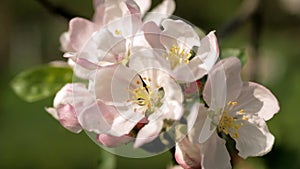 Delicate white and pink flowers of the apple tree in the wind in the rays of the warm sun.