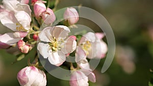 Delicate white and pink flowers of the apple tree in the wind in the rays of the warm sun.