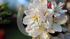 Delicate white and pink flowers of the apple tree in the wind in the rays of the warm sun.