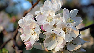 Delicate white and pink flowers of the apple tree in the wind in the rays of the warm sun.