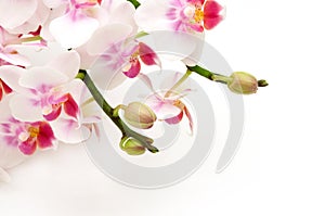 Delicate white pink orchids