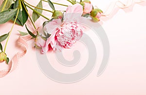 Delicate white pink peony with petals flowers and white ribbon on wooden board. Overhead top view, flat lay. Copy space.