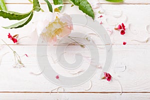 Delicate white pink peony with petals flowers and white ribbon on wooden board. Overhead top view, flat lay. Copy space. Birthday,