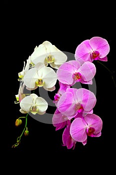 Delicate white and pink phalaenopsis orchids on blasck backdrop