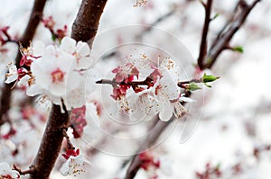 Delicate white and purple cherry blossom close-up blossoming green leaves on a blurred background of white flowers