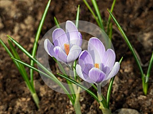 Delicate white and purple crocuses with yellow stamens and young green leaves grew from the ground. Close-up.