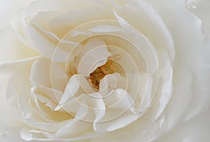 Delicate, white rose