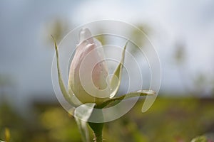 Delicate white rosebud at summer day photo