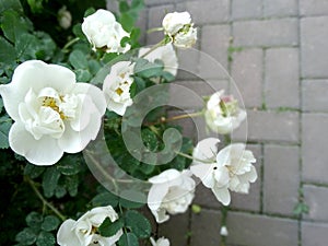 Delicate white rosehip flowers on a blurred background with copy spase