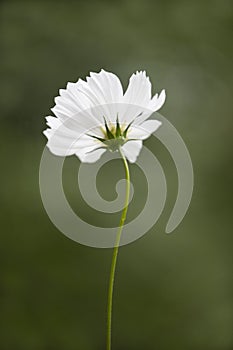 Delicate White Single Cosmea Flower photo