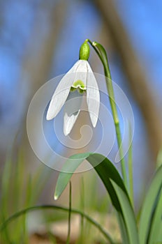 Delicate white snowdrop flower with green petals in spring forest