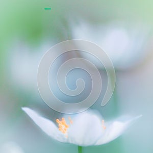 Delicate white spring flower