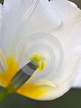 Delicate white tulip with yellow pestle