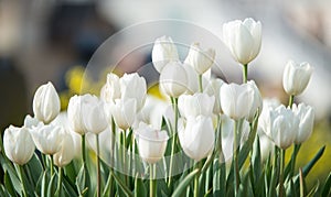 Delicate white tulips bloomed in early spring in a city Park