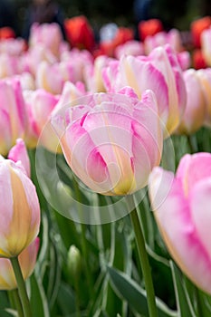 Delicate white tulips close up with splashes of deep pink and yellow on their petalsi